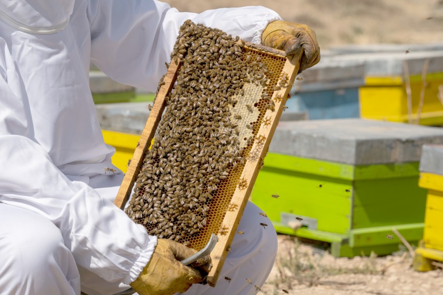 ۳۲۹۴ کندوی زنبور عسل بخش کن متعلق به روستای سولقان