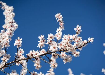 شکوفه های گیلاس روستای سولقان _ باغات منطقه کمر سفید